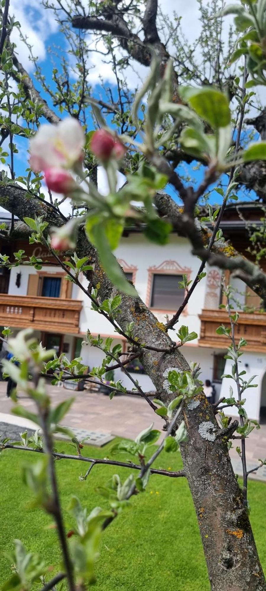 B&B Ciauceia Σέλβα ντι Βαλ Γκαρντένα Εξωτερικό φωτογραφία